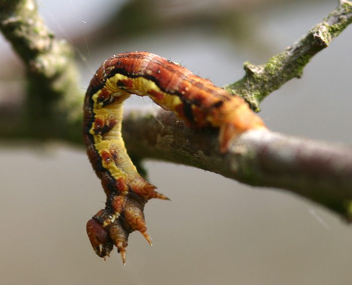 Groer Frostspanner (Erannis defoliaria) Raupe