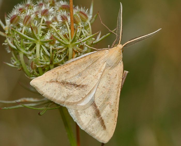 Trockenrasen-Gelbspanner (Aspitates gilvaria)