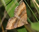 Wellenstriemenspanner (Scotopteryx chenopodiata) [2438 views]