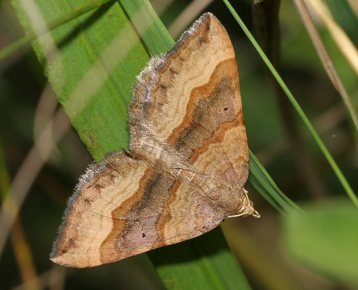 Wellenstriemenspanner (Scotopteryx chenopodiata)