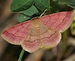 Rostspanner (Scopula rubiginata) [2720 views]