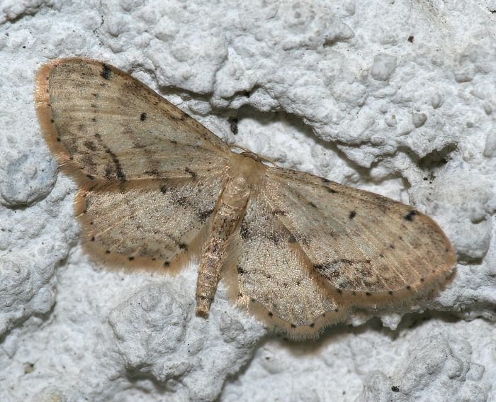 Braungewinkelter Zwergspanner (Idaea dimidiata)