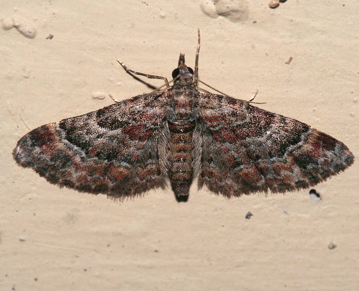 Rotgebnderter Bltenspanner (Gymnoscelis rufifasciata)