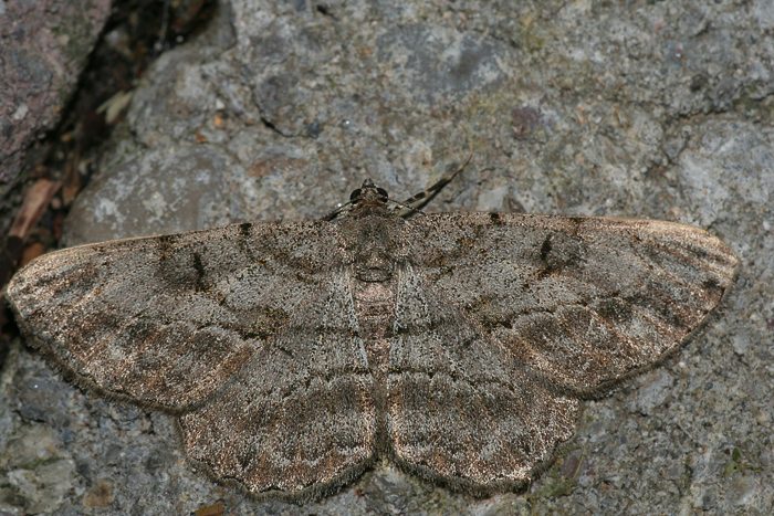 Weidenspanner (Peribatodes rhomboidaria)