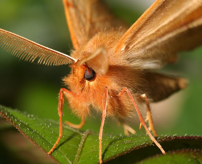 Federspanner (Colotois pennaria)