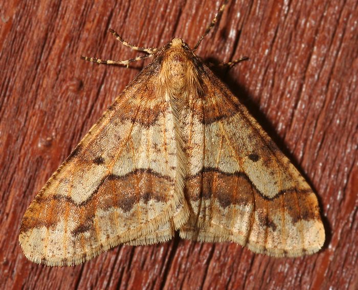 Groer Frostspanner (Erannis defoliaria)