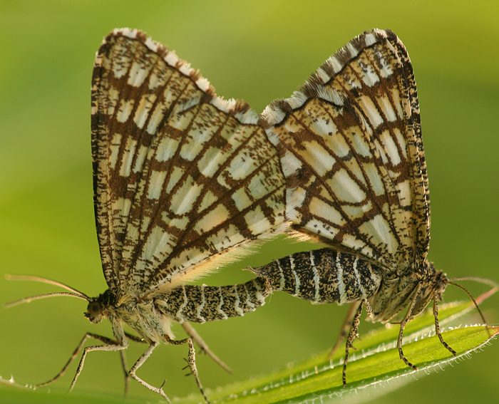 Gitterspanner (Chiasmia clathrata)