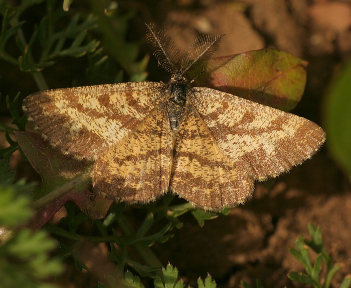 Heidespanner (Ematurga atomaria)