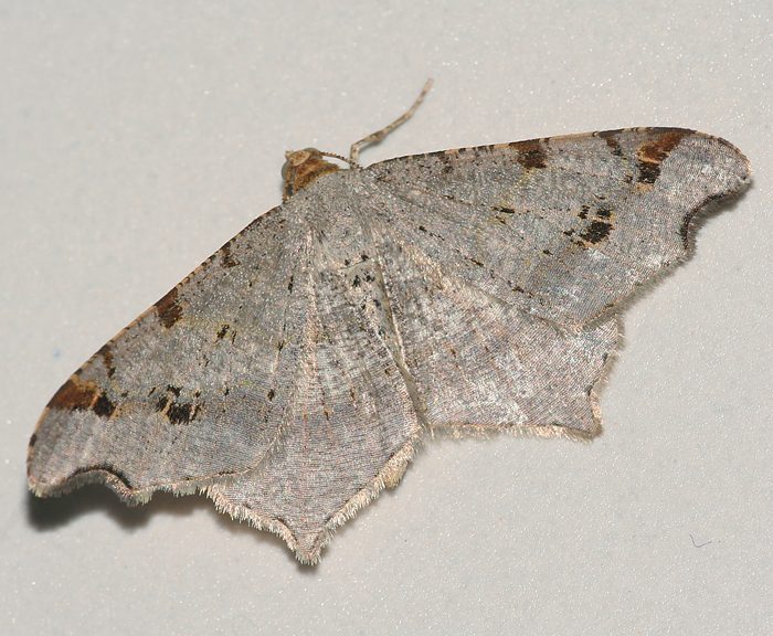 Eckflgelspanner (Macaria notata)