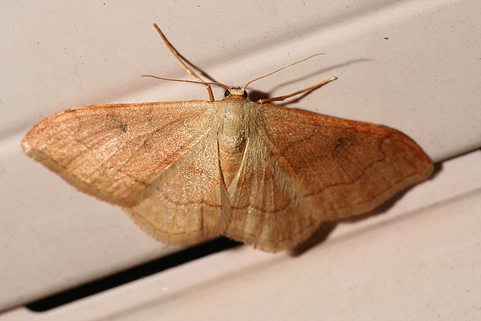 Rtlicher Zwergspanner (Idaea rubraria)