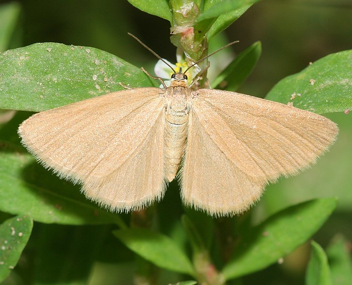 Wolfsmilch-Spanner (Minoa murinata)