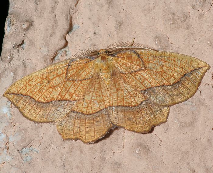 Weiden-Saumbandspanner (Epione repandaria)