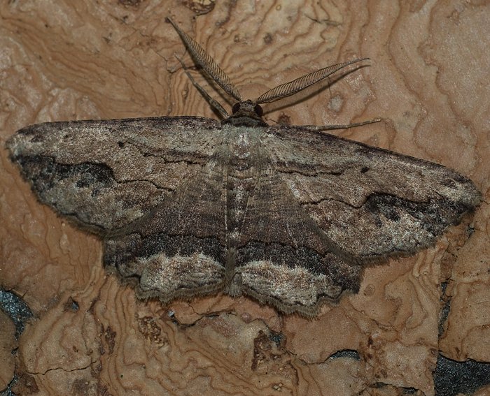 Lederbrauner Rindenspanner (Menophra abruptaria)