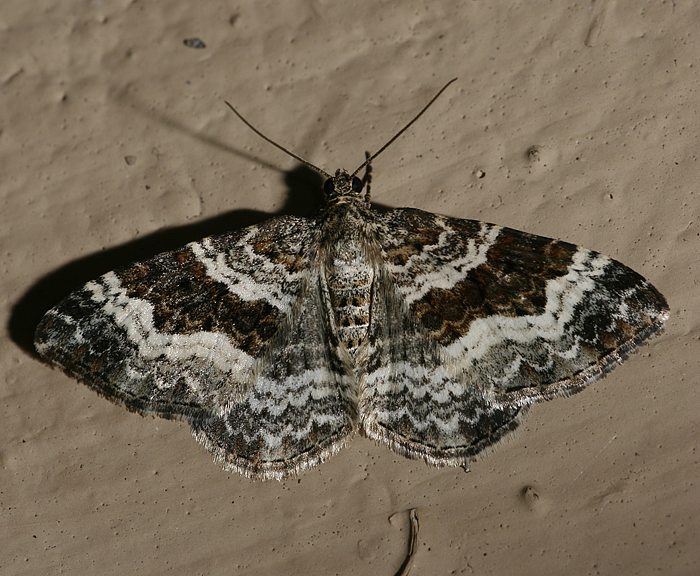 Graubinden-Labkrautspanner (Epirrhoe alternata)