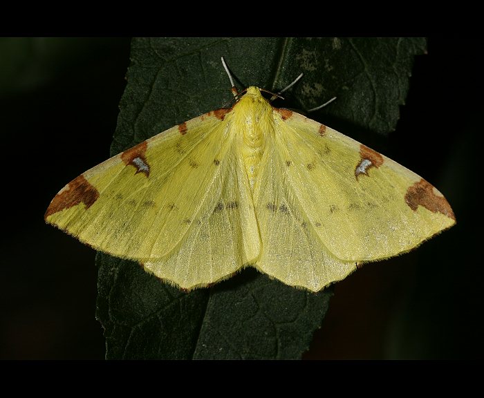 Gelbspanner (Opisthograptis luteolata)