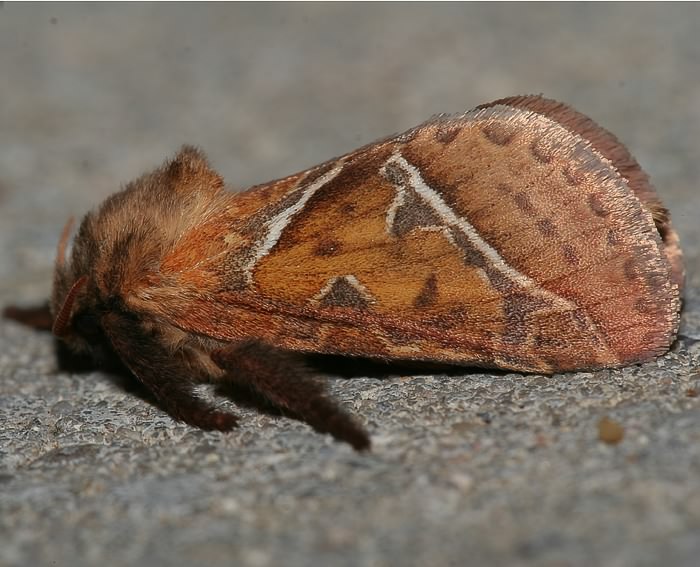 Ampfer-Wurzelbohrer (Triodia sylvina)