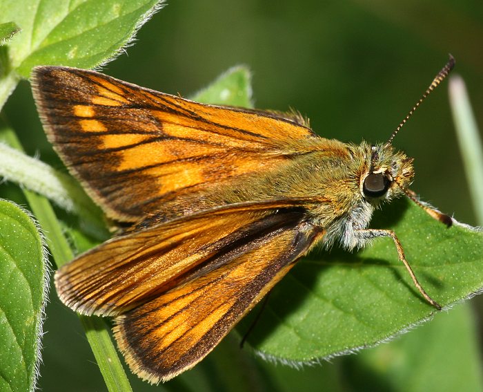 Rostfarbiger Dickkopffalter (Ochlodes sylvanus)