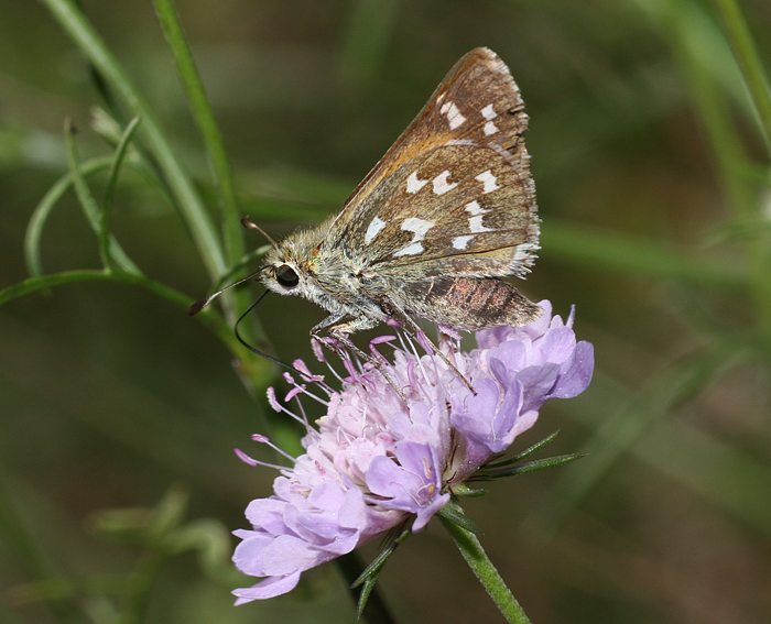 Kommafalter (Hesperia comma)