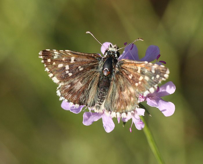 Sptsommer-Wrfel-Dickkopffalter (Pyrgus cirsii)