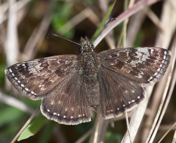 Dunkler Dickkopffalter (Erynnis tages)