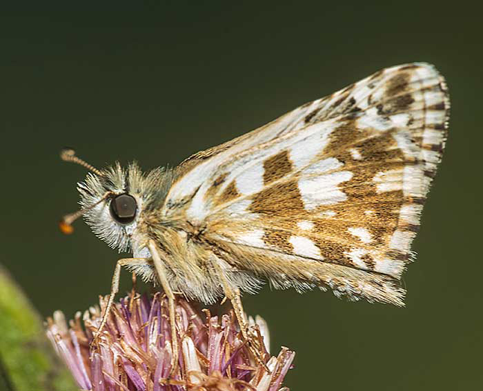 Mehrbrtiger Wrfel-Dickkopffalter (Pyrgus armoricanus)