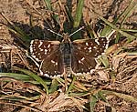 Roter Wrfeldickkopffalter (Spialia sertorius) [2351 views]