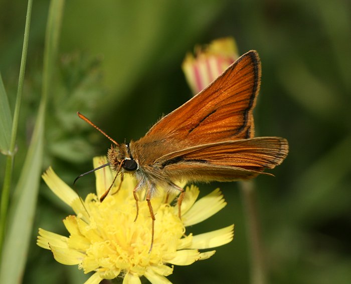 Ockergelber Braundickkopffalter (Thymelicus sylvestris)