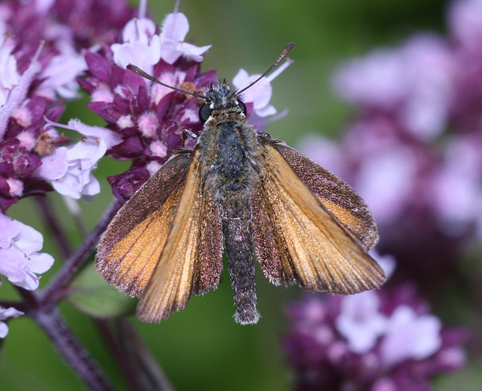 Mattscheckiger Braundickkopffalter (Thymelicus acteon)