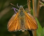 Schwarzkolbiger Braundickkopffalter (Thymelicus lineola) [2548 views]