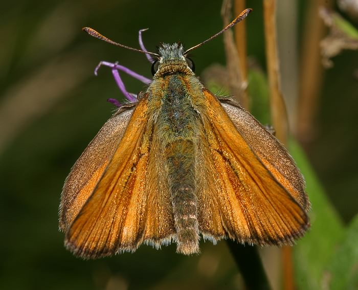 Schwarzkolbiger Braundickkopffalter (Thymelicus lineola)