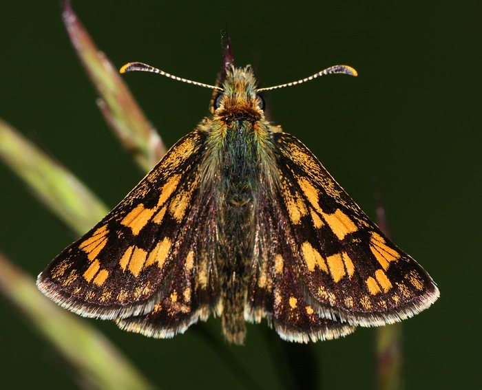 Gelbwrfeliger Dickkopffalter (Carterocephalus palaemon)