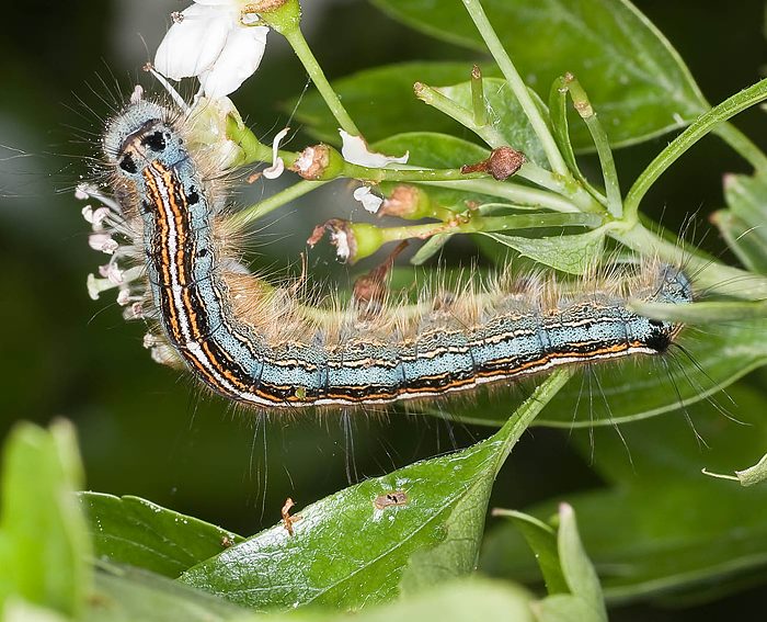 Ringelspinner (Malacosoma neustria) Raupe