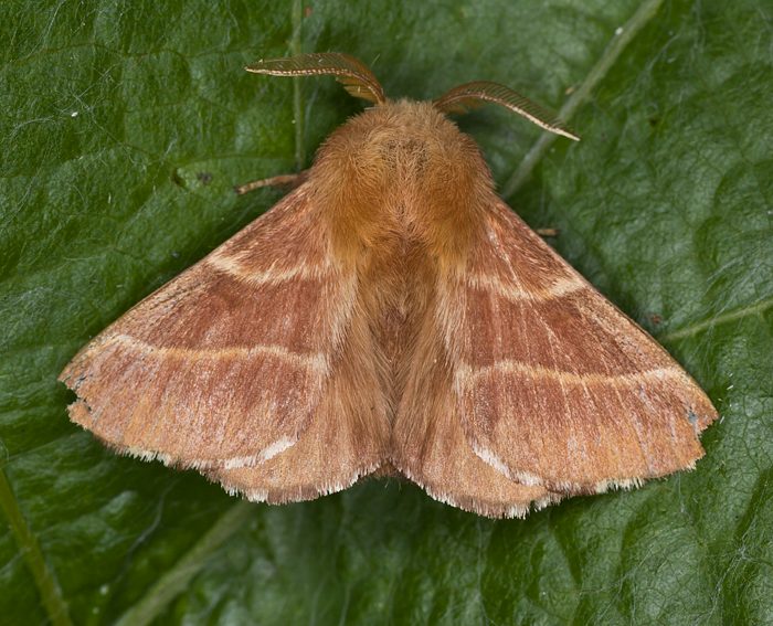 Ringelspinner (Malacosoma neustria) ♂