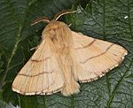 Ringelspinner (Malacosoma neustria) ♂ [1819 views]