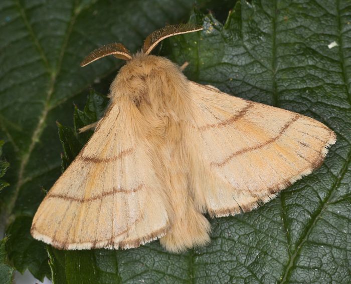 Ringelspinner (Malacosoma neustria) ♂