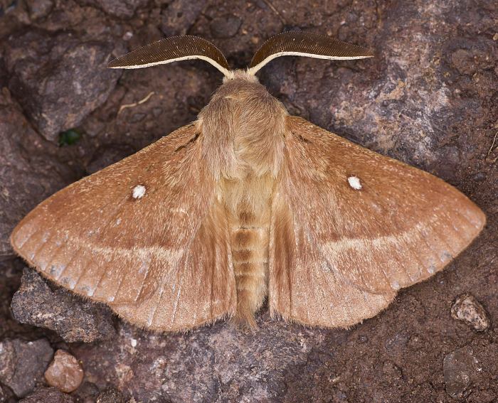 Kleespinner (Lasiocampa trifolii)