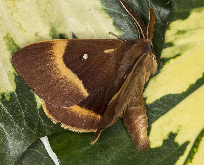 Eichenspinner (Lasiocampa quercus) ♂