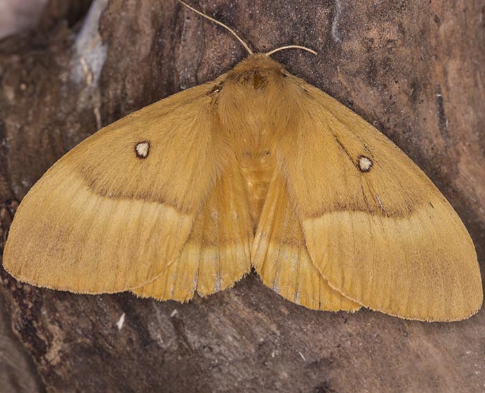 Eichenspinner (Lasiocampa quercus) ♀