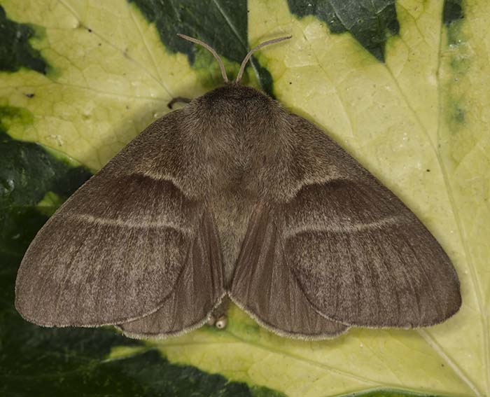 Brombeerspinner (Macrothylacia rubi) ♀ Brombeerspinner (Macrothylacia rubi) ♀