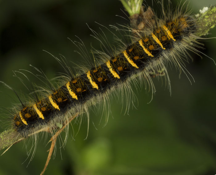 Weidornspinner (Trichiura crataegi) Raupe