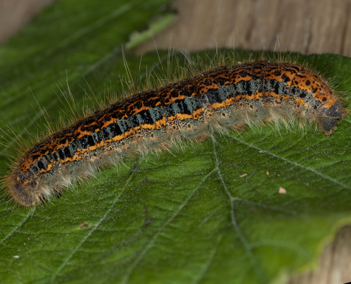 Wolfsmilch-Ringelspinner (Malacosoma castrensis)Raupe