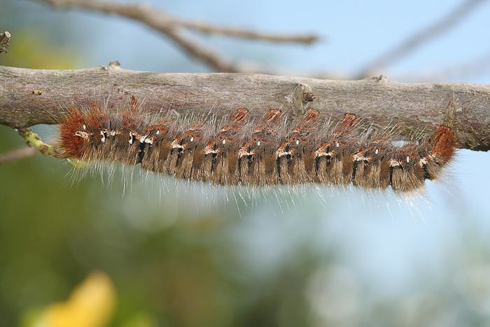 Eichenspinner (Lasiocampa quercus) Raupe