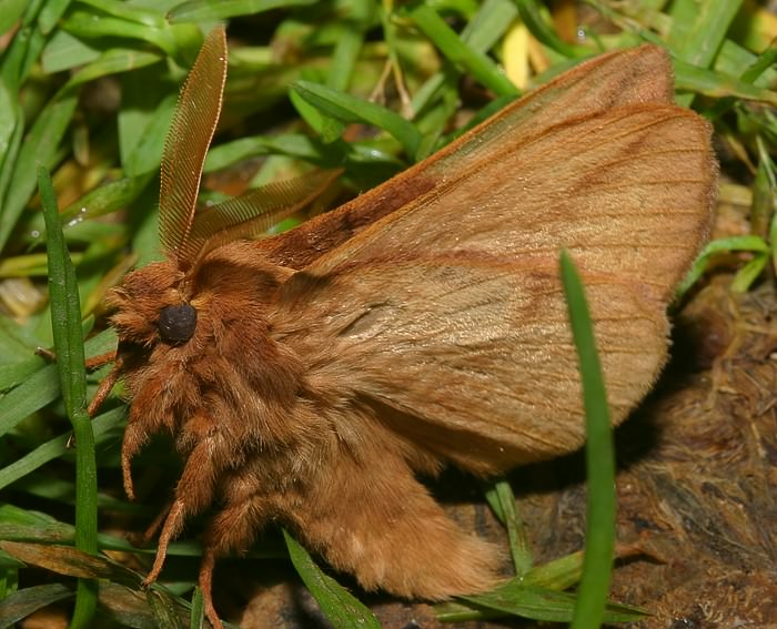 Trinkerin (Euthrix potatoria)