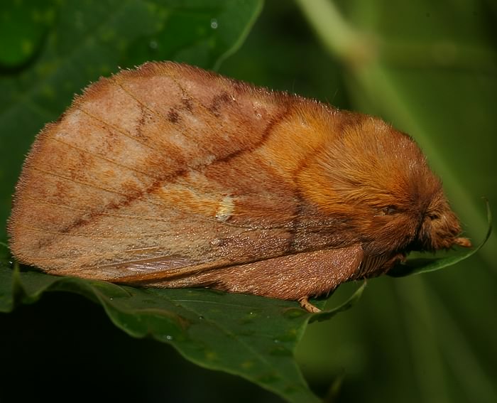 Trinkerin (Euthrix potatoria)