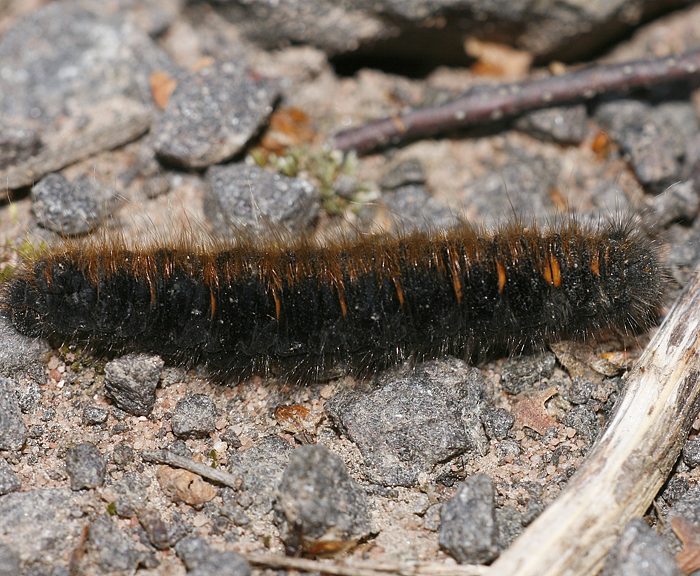 Brombeerspinner (Macrothylacia rubi) Raupe Brombeerspinner (Macrothylacia rubi) Raupe