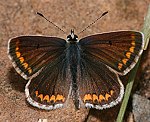 Kleiner Sonnenrschen-Bluling (Aricia agestis) ♀ [2467 views]