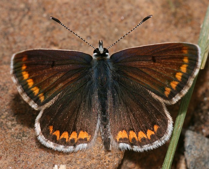 Kleiner Sonnenrschen-Bluling (Aricia agestis) ♀