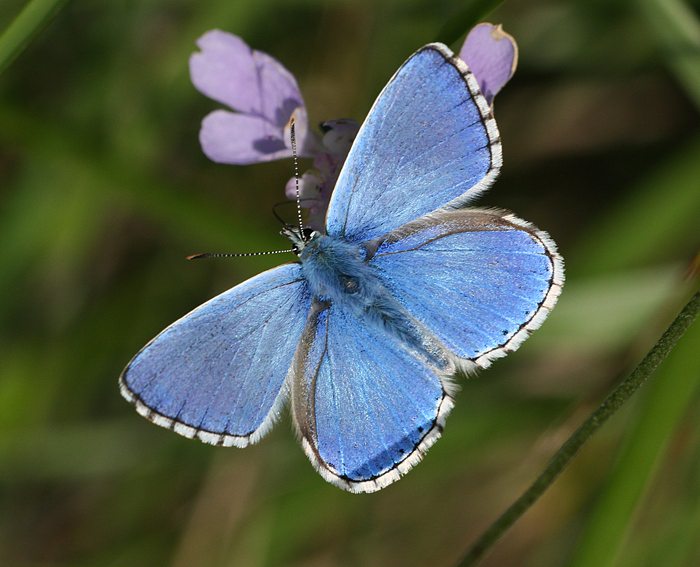 Himmelblauer Bluling (Polyommatus bellargus)