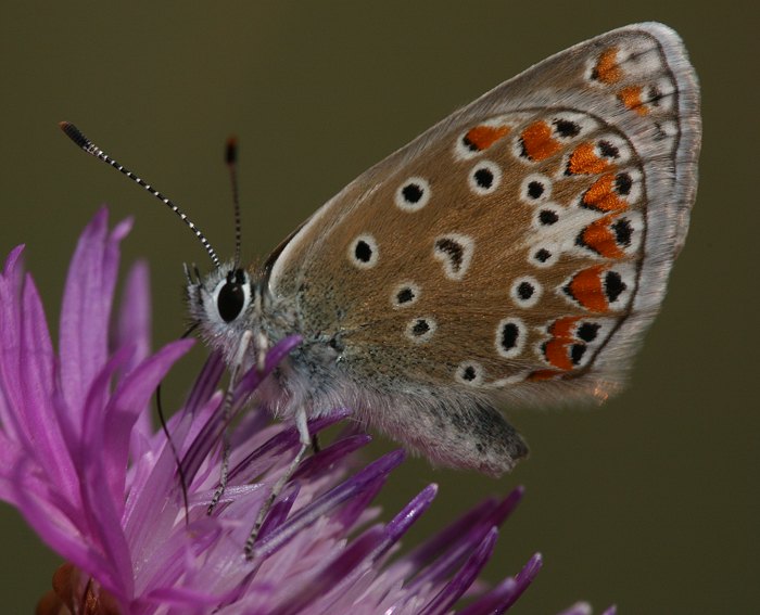 Kleiner Sonnenrschen-Bluling (Aricia agestis)