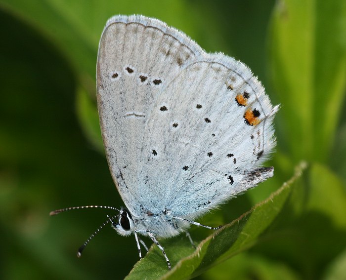 Kurzschwnziger Bluling (Cupido argiades) ♂